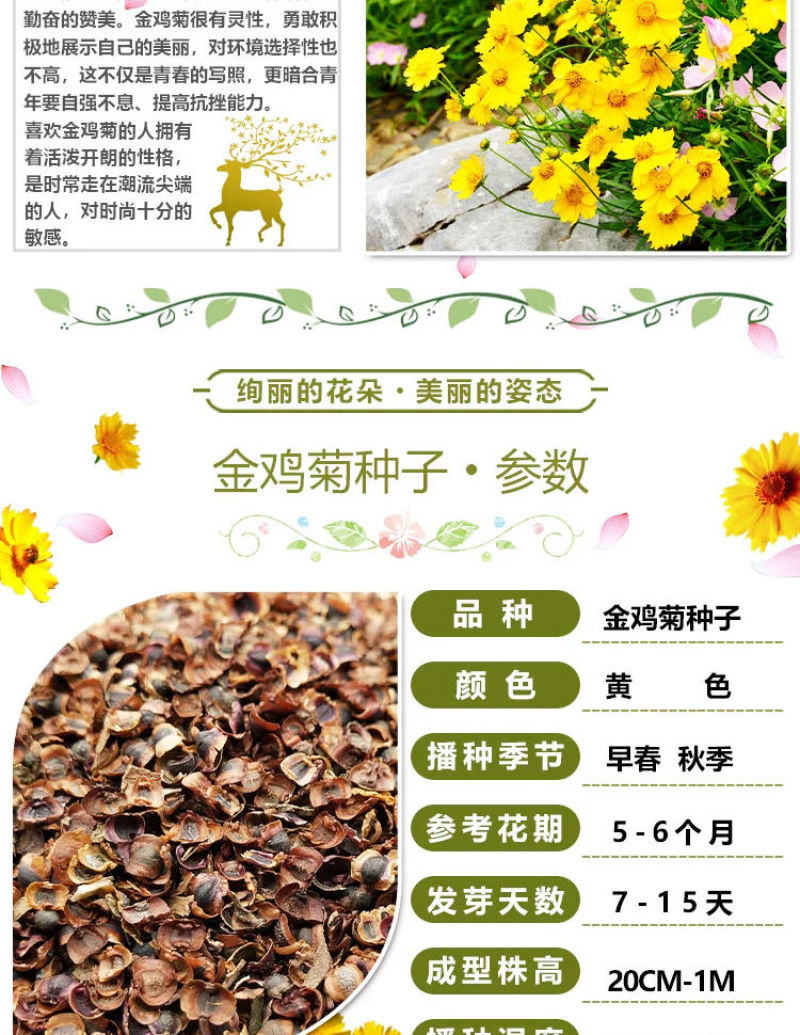 金鸡菊多年生花卉厂家直销