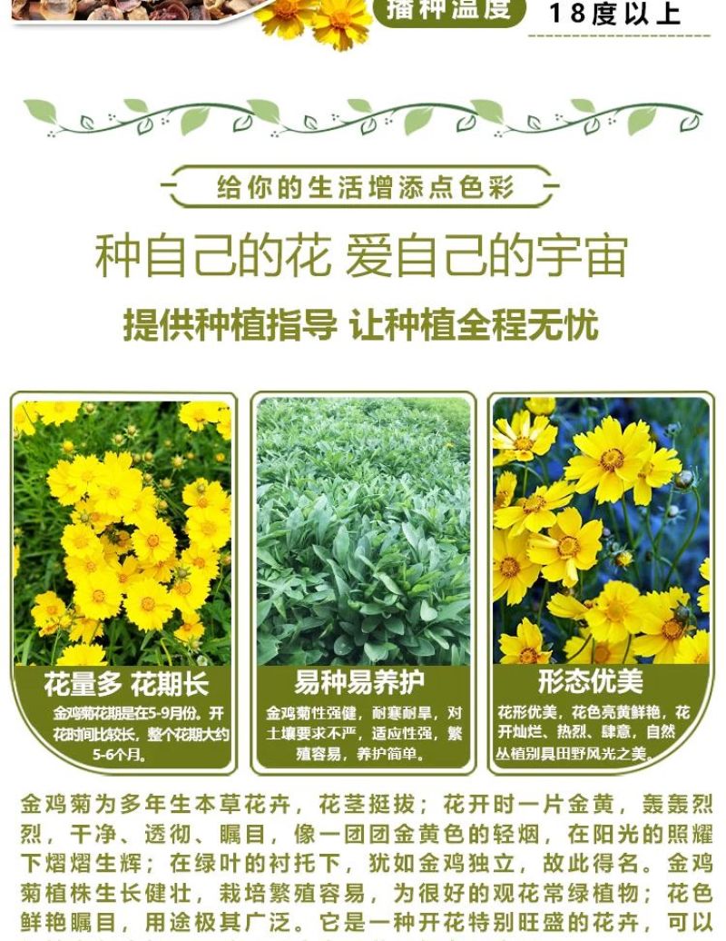 金鸡菊多年生花卉厂家直销