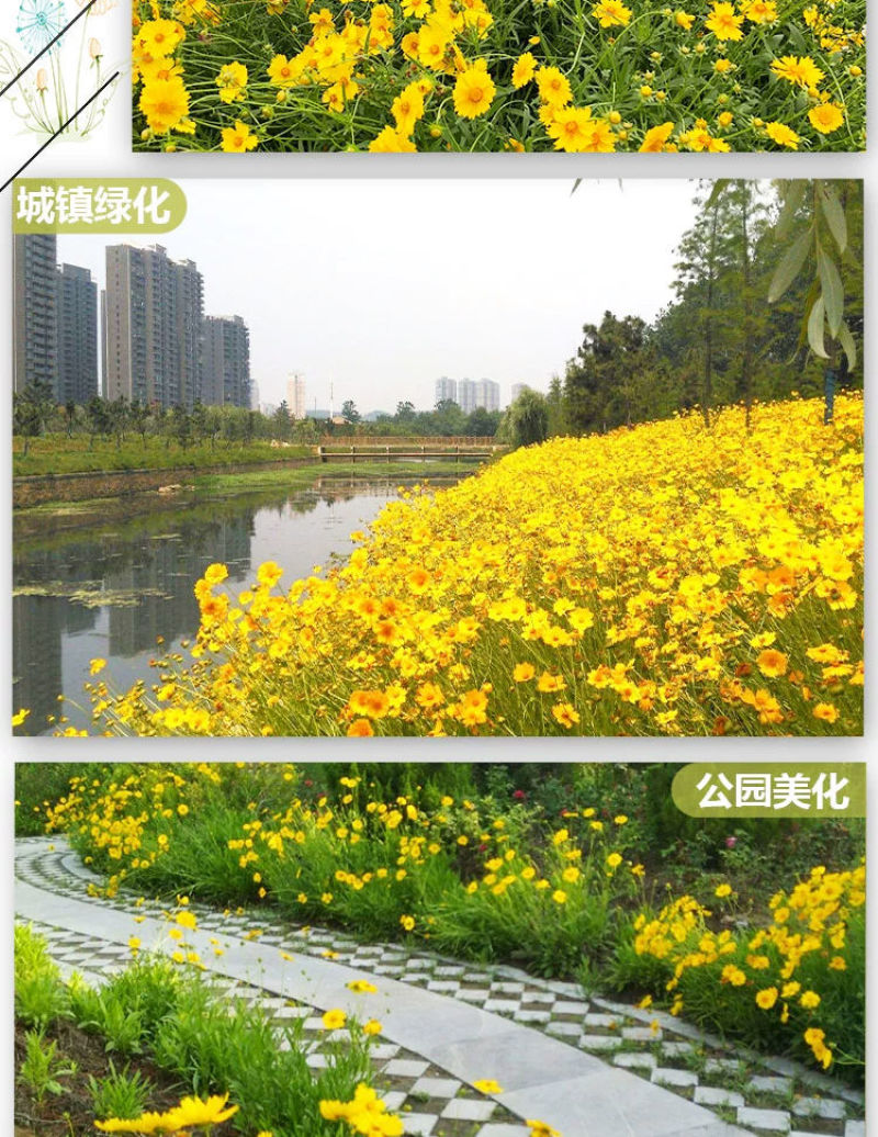 金鸡菊多年生花卉厂家直销