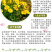 金鸡菊多年生花卉厂家直销