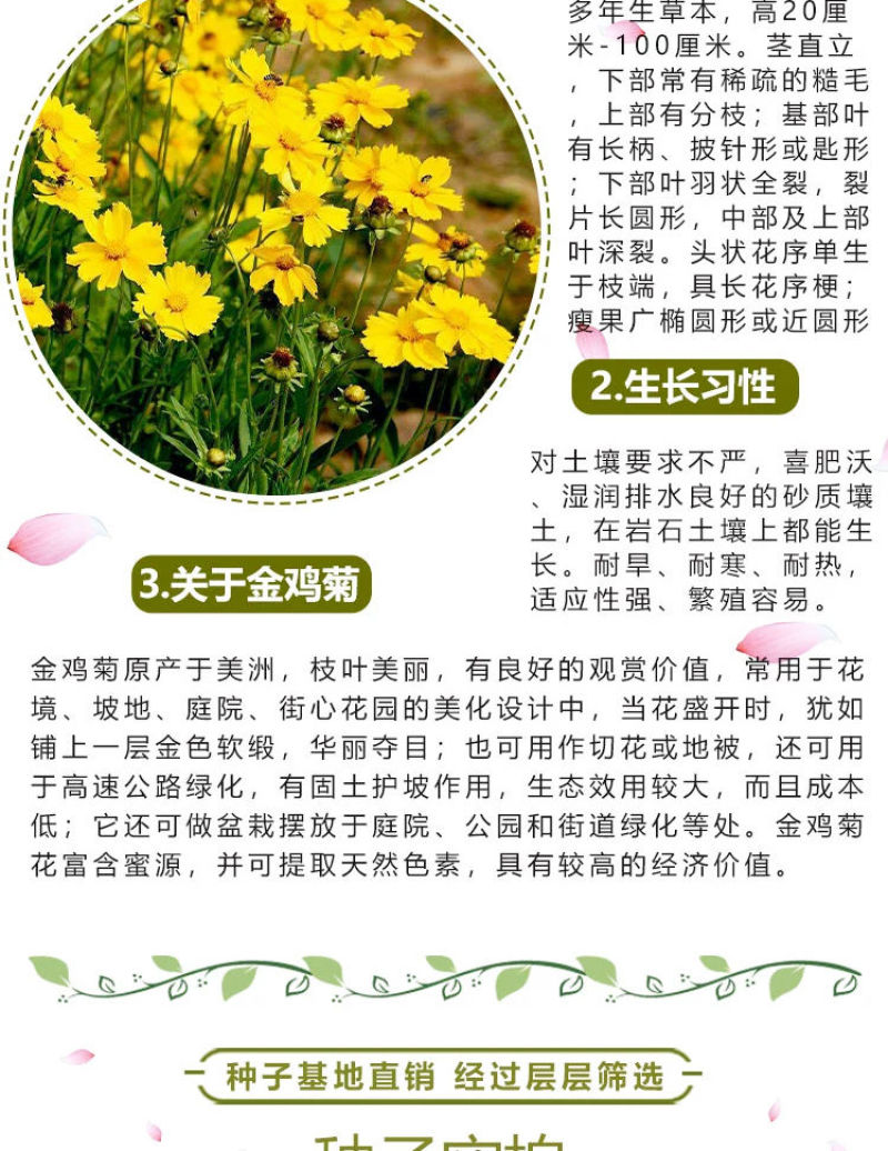 金鸡菊多年生花卉厂家直销