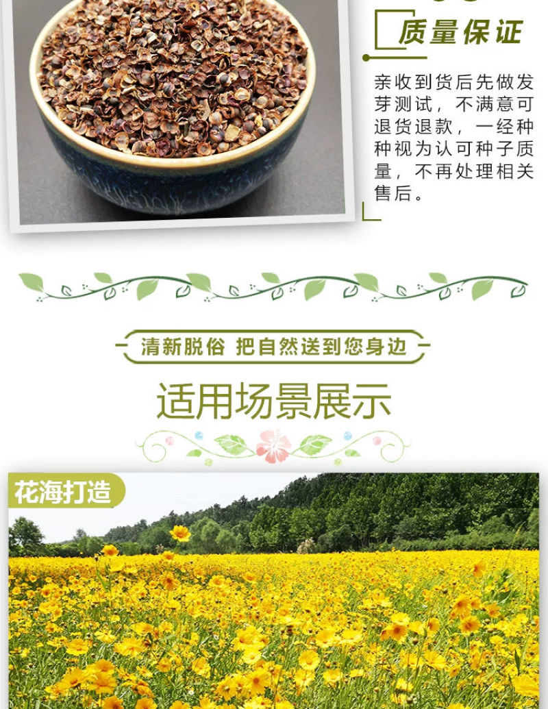 金鸡菊多年生花卉厂家直销