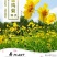 金鸡菊多年生花卉厂家直销
