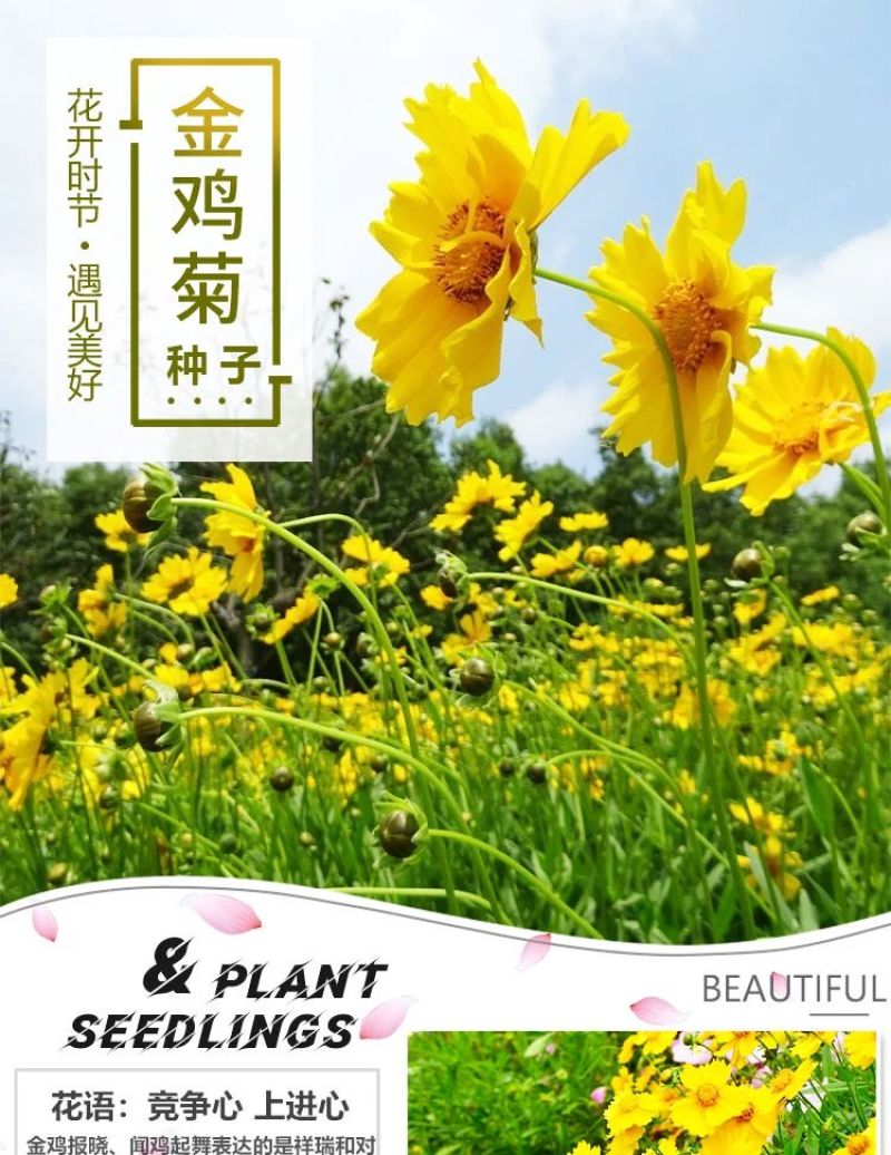 金鸡菊多年生花卉厂家直销