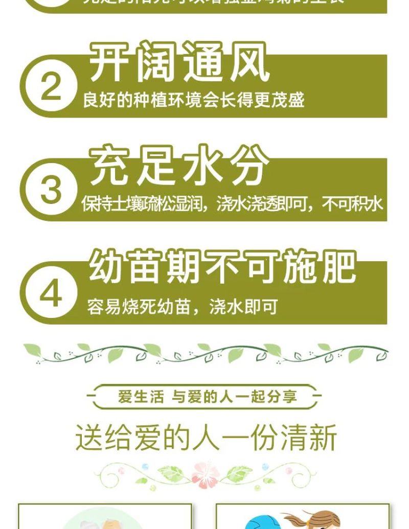 金鸡菊多年生花卉厂家直销