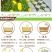 金鸡菊多年生花卉厂家直销