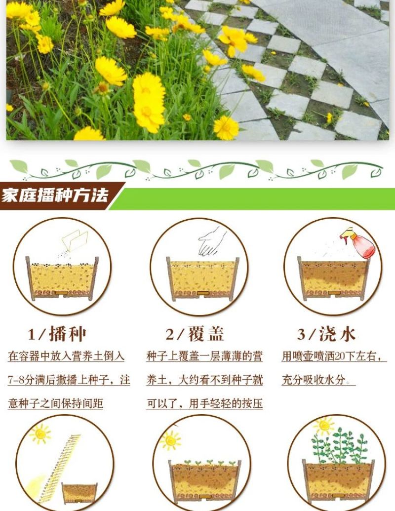 金鸡菊多年生花卉厂家直销