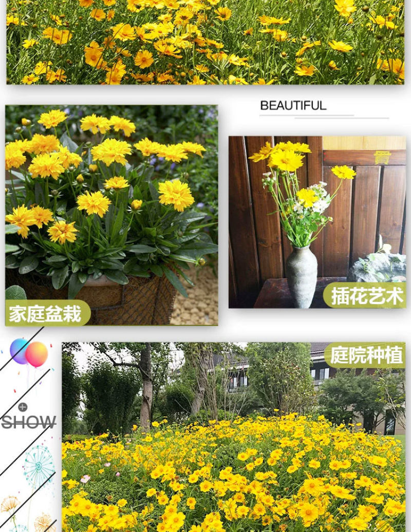 金鸡菊多年生花卉厂家直销