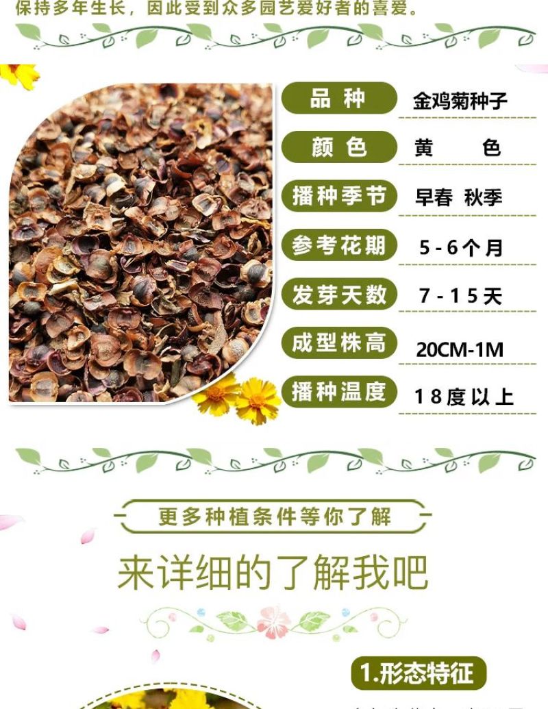 金鸡菊多年生花卉厂家直销