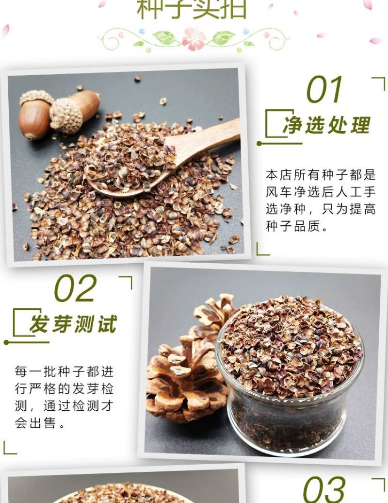金鸡菊多年生花卉厂家直销