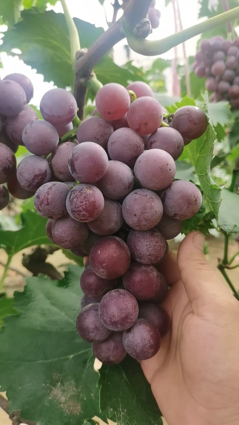 葡萄巨峰葡萄新鲜多汁酸甜可口现摘现发一手货源
