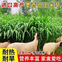 墨西哥玉米草养殖好帮手厂家直销