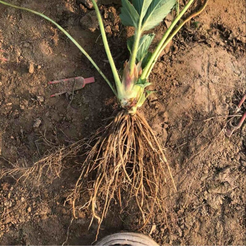 红颜草莓苗大量预定中