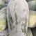【实力推荐】河南开封水果冬瓜产地直销可对接各大商超市场