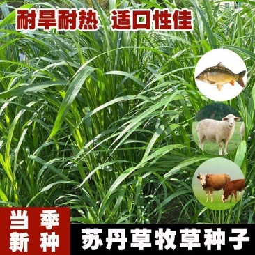 苏丹草牧草种子厂家直销