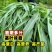 苏丹草牧草种子厂家直销