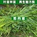 苏丹草牧草种子厂家直销