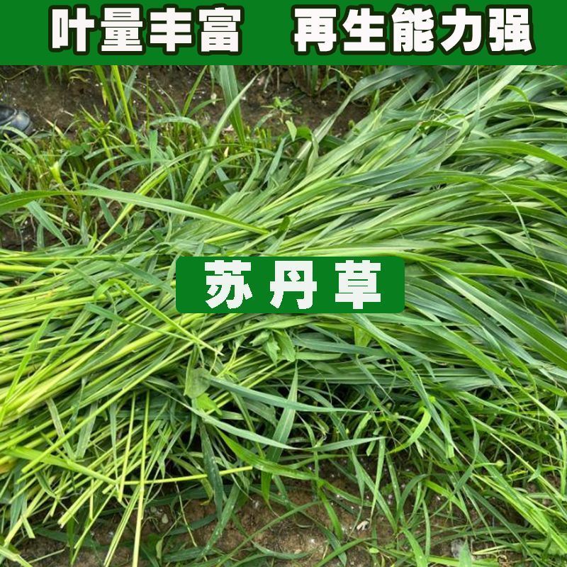 苏丹草牧草种子厂家直销