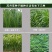 苏丹草牧草种子厂家直销