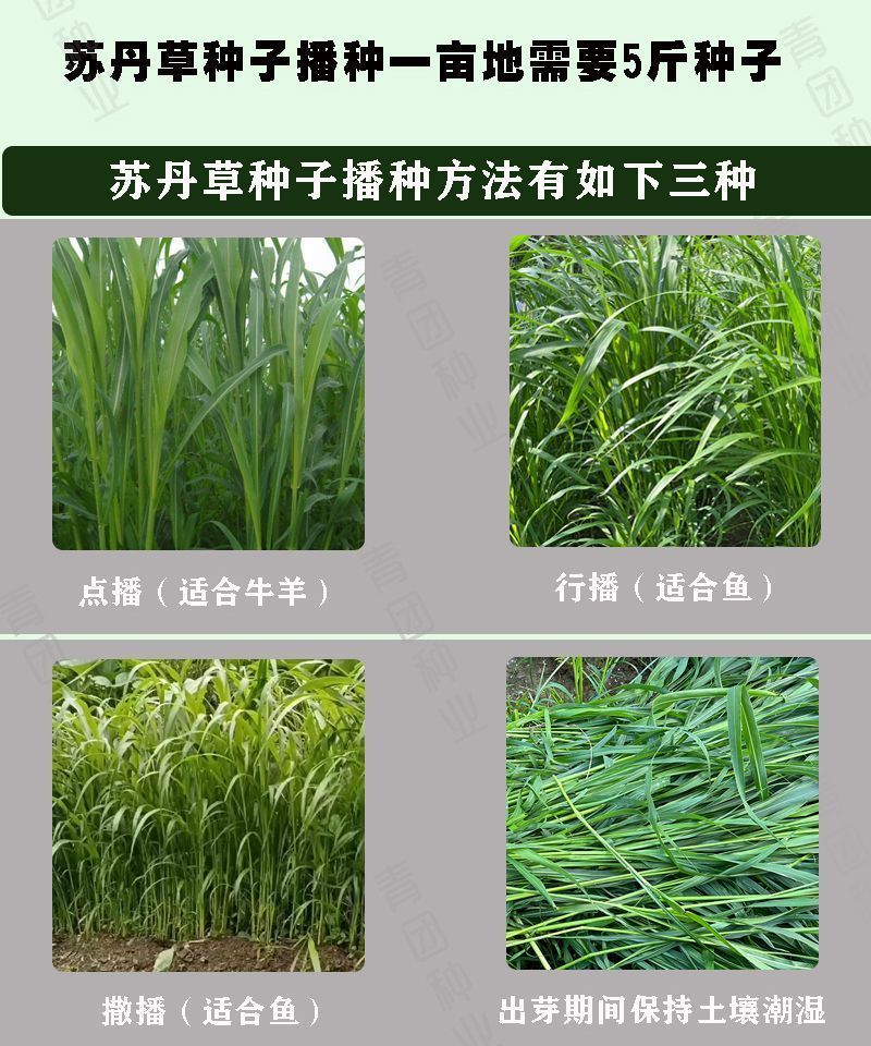 苏丹草牧草种子厂家直销