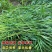 苏丹草牧草种子厂家直销