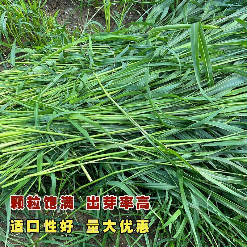 苏丹草牧草种子厂家直销