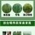 苏丹草牧草种子厂家直销
