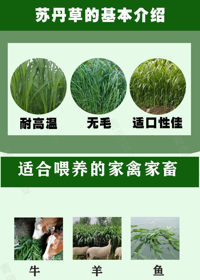 苏丹草牧草种子厂家直销