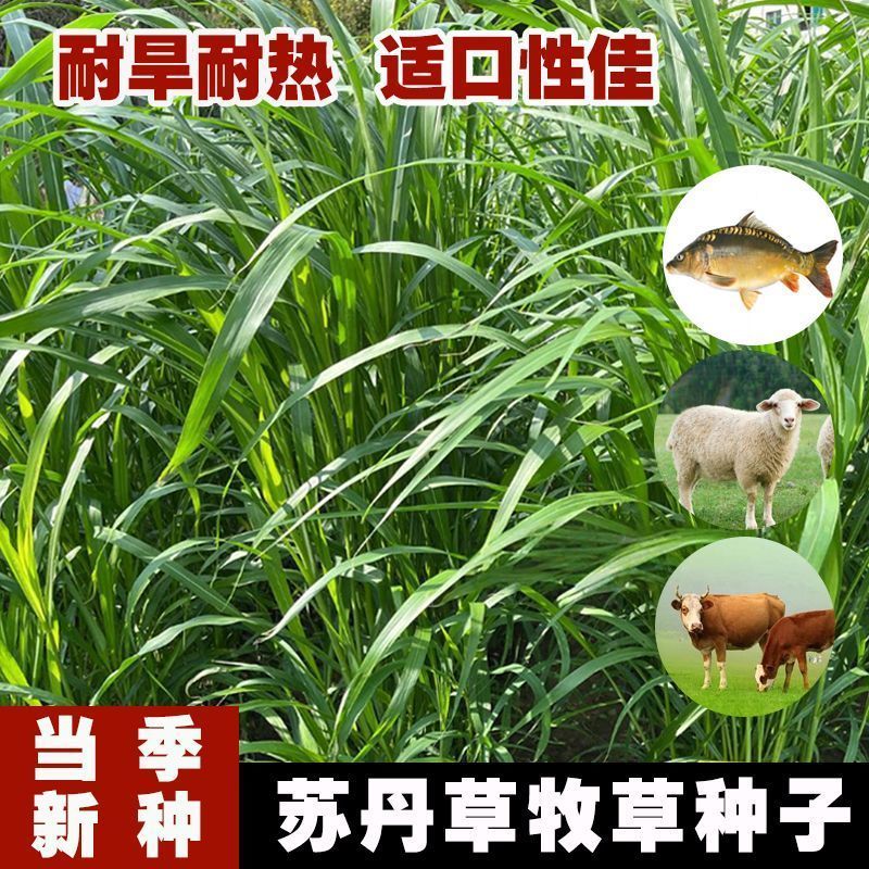 苏丹草牧草种子厂家直销