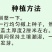 苏丹草牧草种子厂家直销