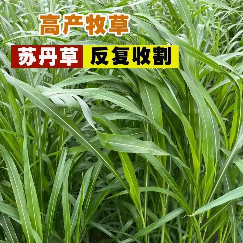 苏丹草牧草种子厂家直销