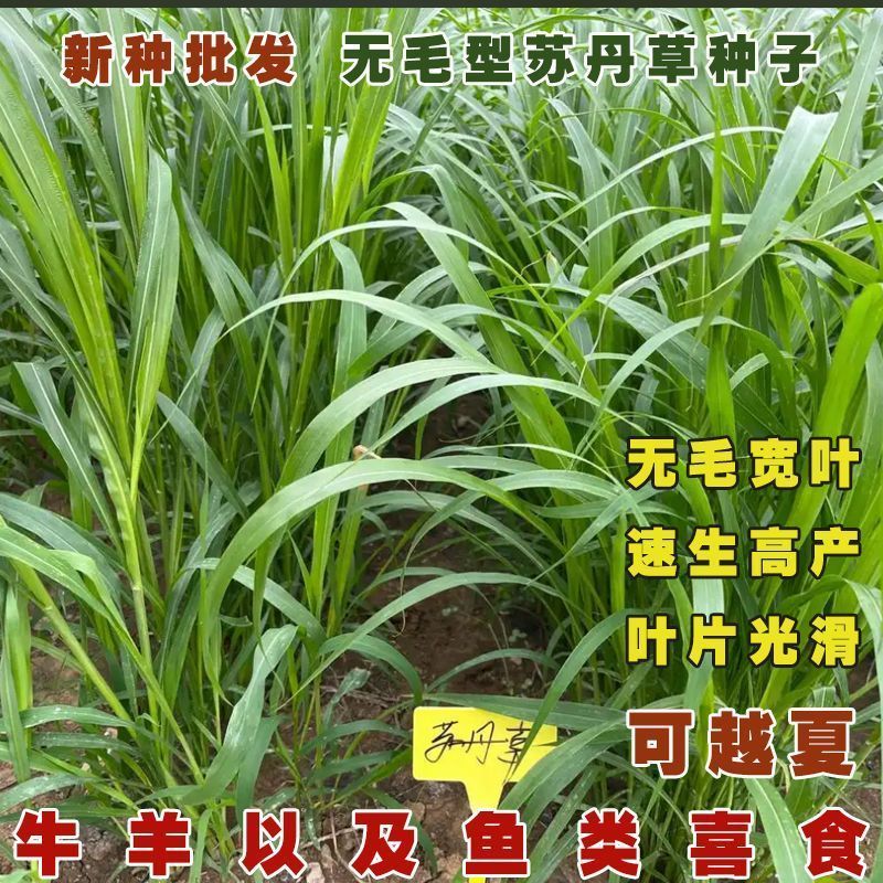 苏丹草牧草种子厂家直销