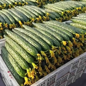 中国蔬菜**县莘县，黄瓜大量上量