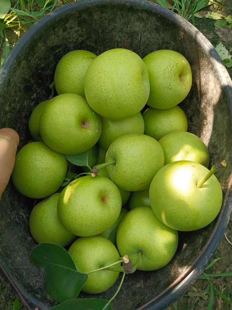 花皮翠冠梨砀山翠玉梨果园直采商超电商代发全国