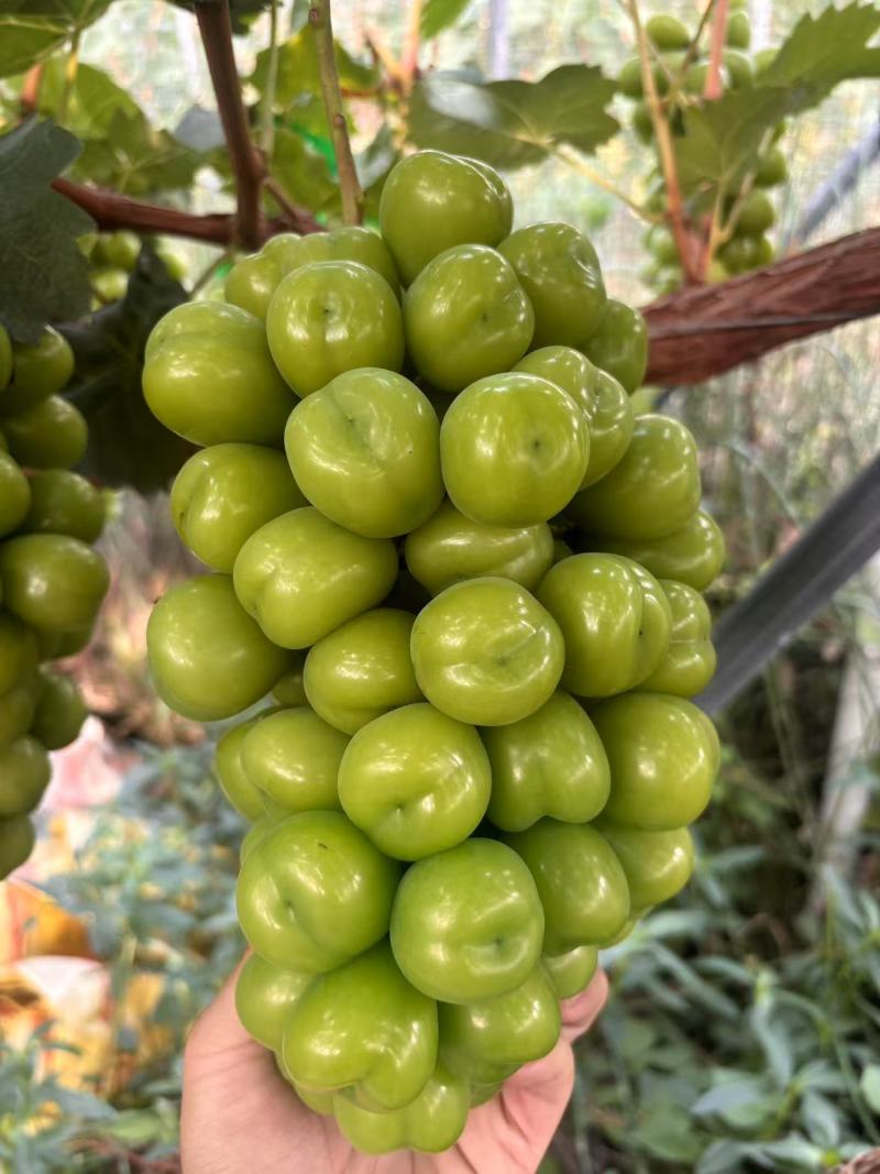 阳光玫瑰