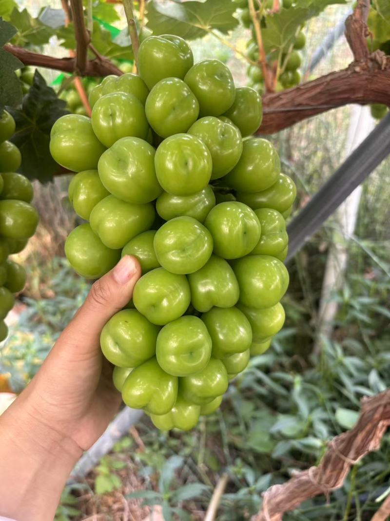 阳光玫瑰