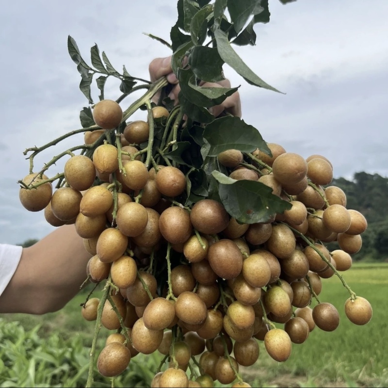 广西黑金刚黄皮果串果大量供应