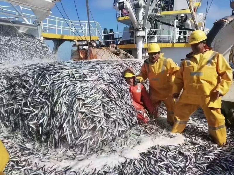 【热卖】深海鱼油智利进口高双A，质量保证货量充足！