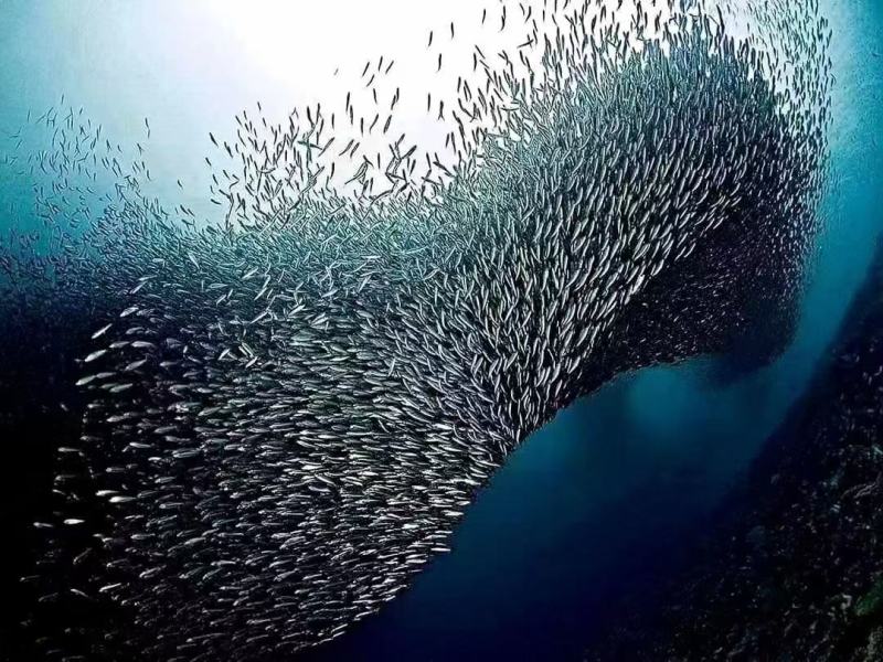 【热卖】深海鱼油智利进口高双A，质量保证货量充足！