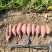 早春烟薯
