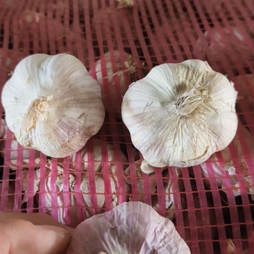 辽宁瓣蒜