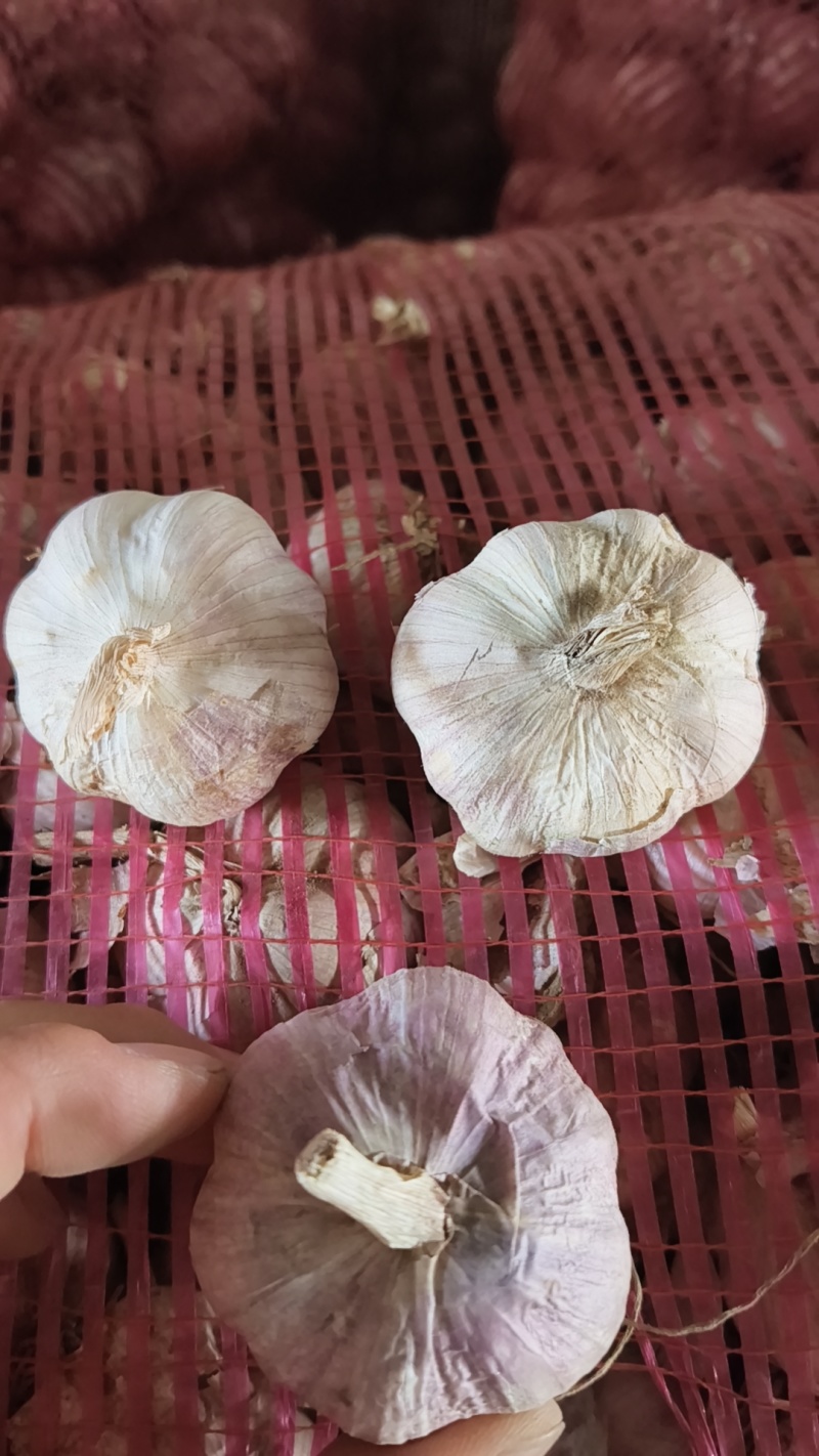 辽宁瓣蒜