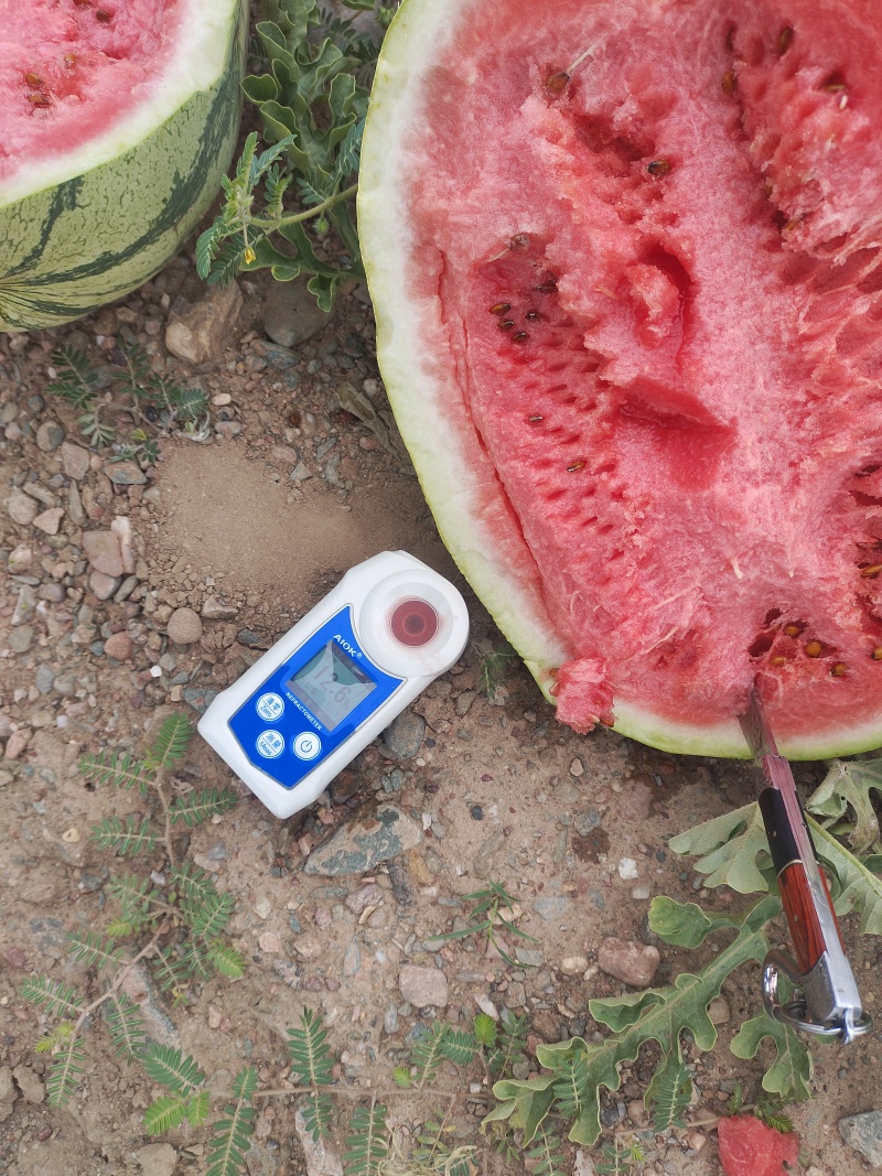 【源头直采】宁夏香山硒砂瓜严格筛选品质保证欢迎来电咨询