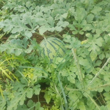 山地麒麟瓜