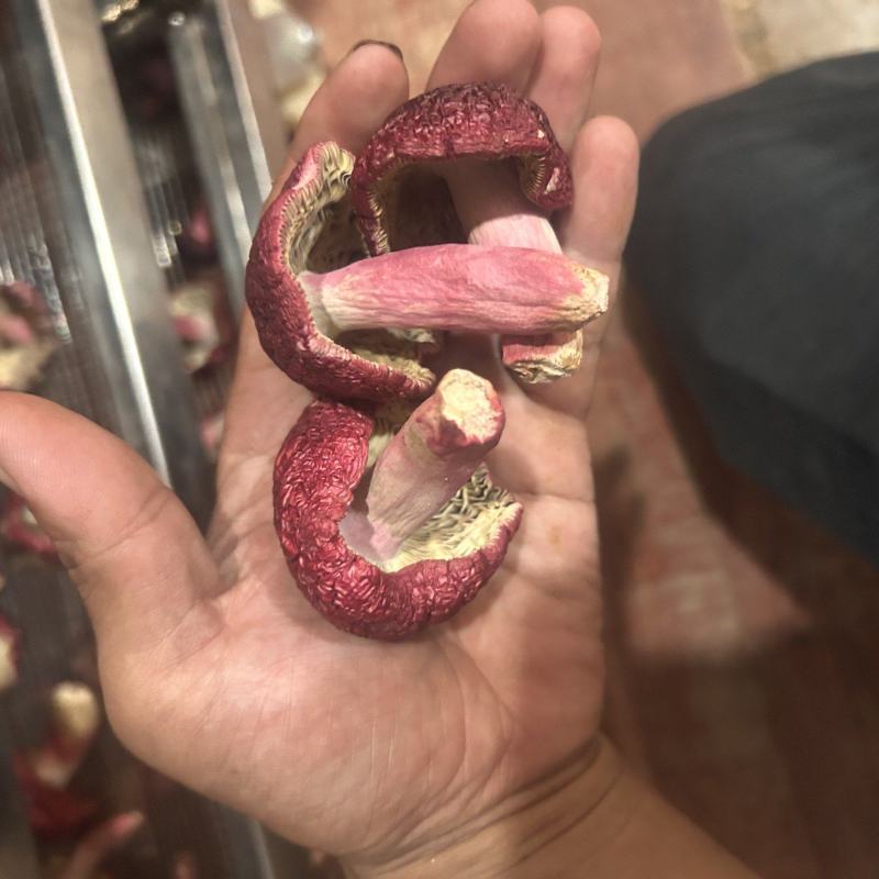 免洗红菇
