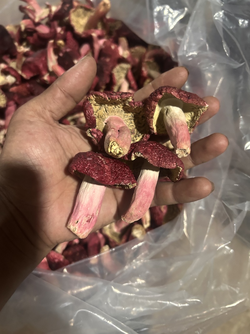 免洗红菇