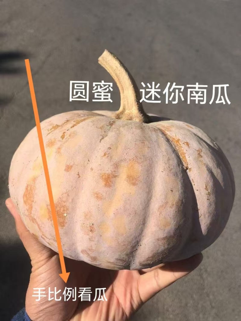圆蜜南瓜一款北上广够用的优质南瓜口感超赞