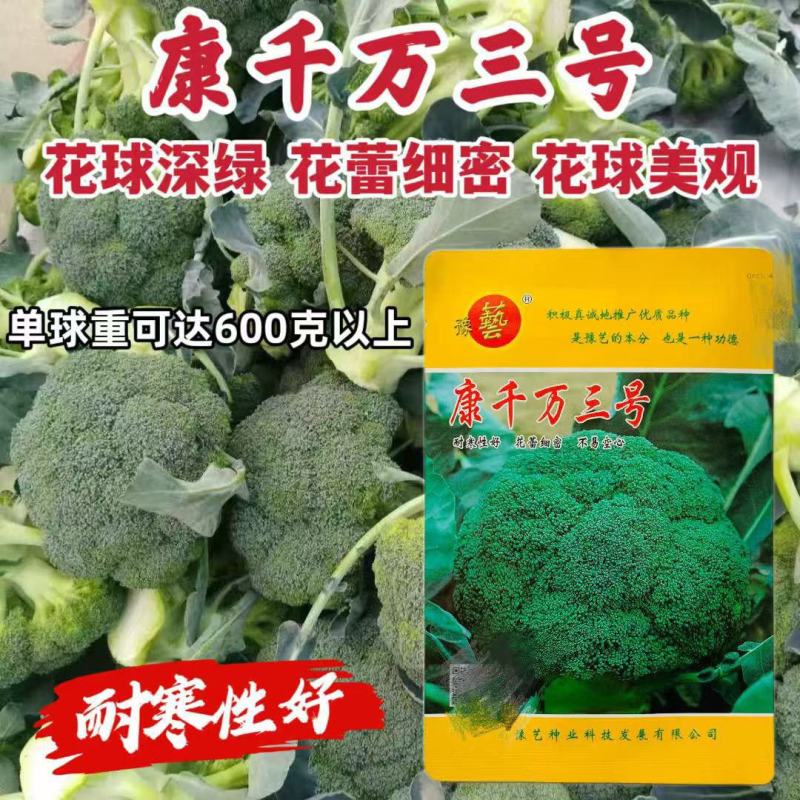 康千万三号西兰花种子耐寒青菜花种子耐寒秋播西蓝花种子
