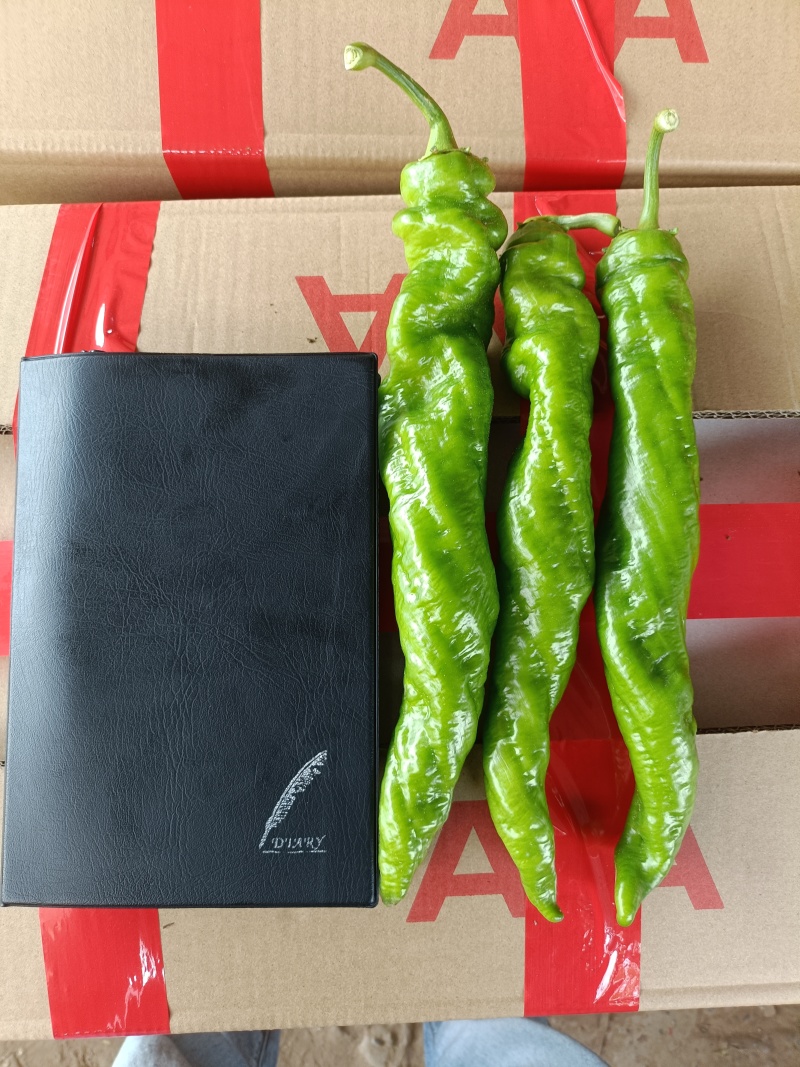 河南螺丝椒大量上市中，颜色亮条形好，视频看货对接全国