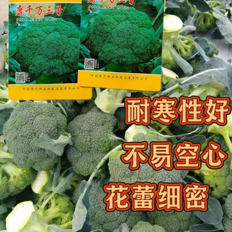 康千万三号西兰花种子耐寒青菜花种子耐寒秋播西蓝花种子